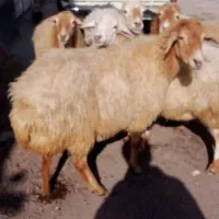 گوسفند آبستن 5راس