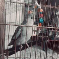 جوجه عروس هلندی (نژاد وایت فیس)