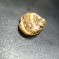 سنگ راف|جواهرات|گرگان, |دیوار