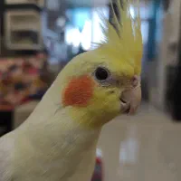 گمشده