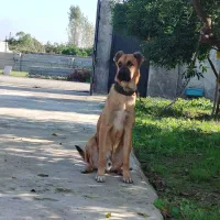 سگ‌ نگهبان|سگ|قائم‌شهر, |دیوار