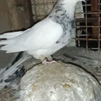 طوقی الماسی نر