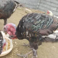 بوقلمون برنز سینه پهن انگلیس فروشی|پرنده|قائمشهر, |دیوار