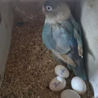 عروس و طوطی برزیلی