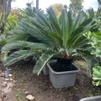 گیاه سیکاس ژاپنی ( گل تزیینی فضای سبز )|گل و گیاه طبیعی|تهران, صادقیه|دیوار