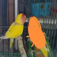 معاوضه طوطی برزیلی نر مست با ماده