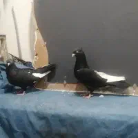 جفت سینه ای درشت