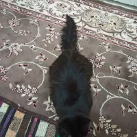 واگذاری گربه|گربه|اصفهان, مارچین|دیوار