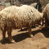 قوچ چاق