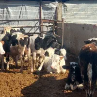 گوساله سیمینتال اصل درجه یک