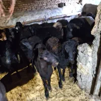 گوسفند قره قزل بره نر