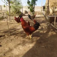 سه عدد مرغ تخم گذار محلی