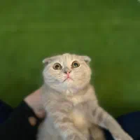 گربه اسکاتیش و بریتیش لیلاک|گربه|کرج, شهرک جهان‌نما|دیوار