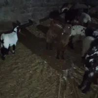 بز شکم دوم فروشی|حیوانات مزرعه|بیرک, |دیوار