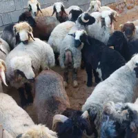 برنر ترکی تخت