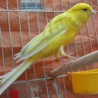 قناری نر طلایی بلند و کشیده وبخون|پرنده|خمینیشهر, |دیوار