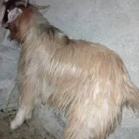 ۳ عدد بز نر خوب کوشتنی و نگهداشتنی