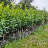 نهال مرکبات رو پایه های نارنج ، C35 و سیتروملو