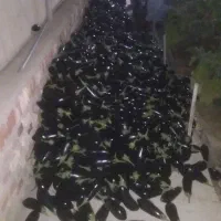 کارگر گلخانه هستم وارد|خدمات باغبانی و درختکاری|زابل, |دیوار