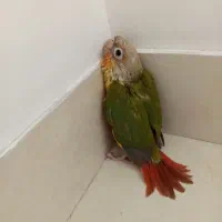 جوجه گرینچیک یلوساید