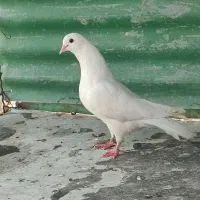 پتی والاماده