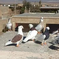کفتر