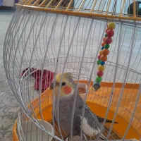 پرنده عروس هلندی سخن گو