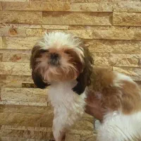 شیتزو ماده -  صورتش سوپر فلت -  با قیمت مناسب