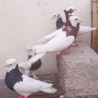 کفتر طوقی بِزَن