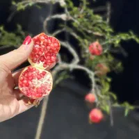 بونسای انار مینیاطور