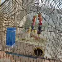 عروس هلندی