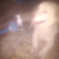 سگی نژاد پاکوتاه رنگ سفید پشمالو با مکلفات کامل|سگ|چابهار, |دیوار