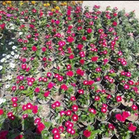 باغبانی سمپاشی تیلرزنی گلکاری هرس کاری کودهی|خدمات باغبانی و درختکاری|مشهد, احمدآباد|دیوار