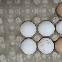 تخم مرغ گلین ۱۰۰درصد