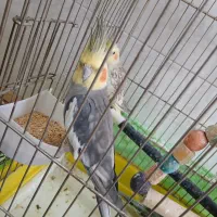 دوتا عروس هلندی نر یدونه ماده