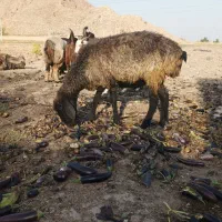 میش