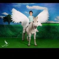 اسب مادیون کاسپین|اسب و تجهیزات اسب‌سواری|اهواز, سپیدار|دیوار
