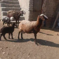 میش بره درجه یک|حیوانات مزرعه|شیروان (لرستان), |دیوار