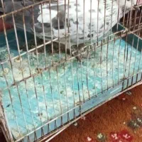 کفتر سینه سفید|پرنده|تیمور آباد, |دیوار