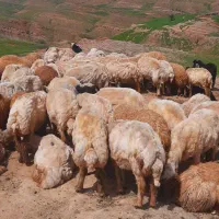 میش و بزه فروش