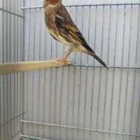 سهره قناری