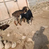 2بز|حیوانات مزرعه|نورآباد, |دیوار