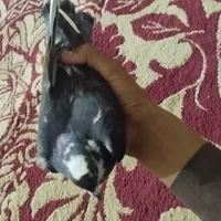 کفتر ماده موشی هوایی|پرنده|سراوان, |دیوار