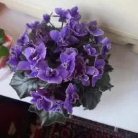 گلهای زیبای بنفشه ی آفریقایی