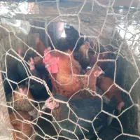 ۱۵ عدد مرغ|حیوانات مزرعه|بافت, |دیوار