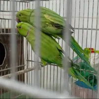 انواع پرنده ‌مرغ‌عشق کوتوله‌عروس متو قناری‌گرینچیک|پرنده|سراوان, |دیوار