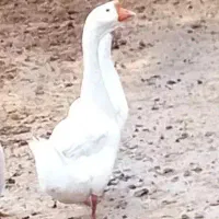 قوغاز و غاز