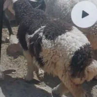 گوسفند گمشده|حیوانات|اندیمشک, |دیوار