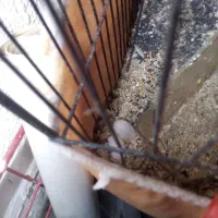 کوتوله عروس هلندی|پرنده|قم, انصار‌الحسین|دیوار