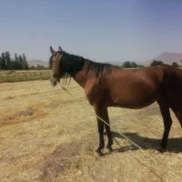 مادیان|اسب و تجهیزات اسبسواری|خمین, |دیوار